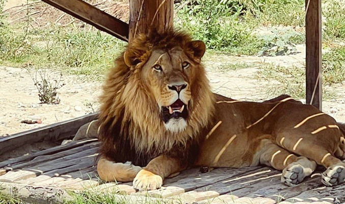 Manavgat ilçesinde hayvan parkından kafesinden kaçan aslan Zeus 1 kişiyi yaraladı