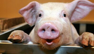 İspanya’da görülen Afrika domuz vebası