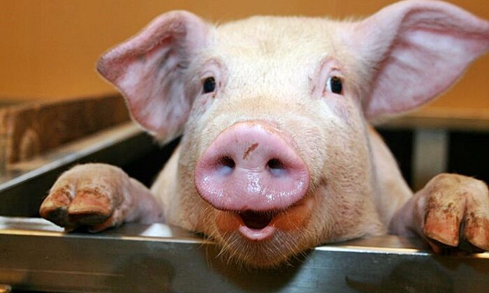 İspanya’da görülen Afrika domuz vebası